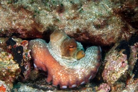 Octopus vulgaris femmina con uova